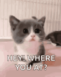 A kitten asking: hey! where you at?